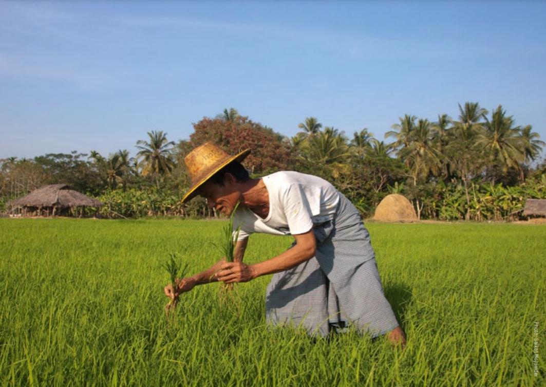 Farmer in rice field