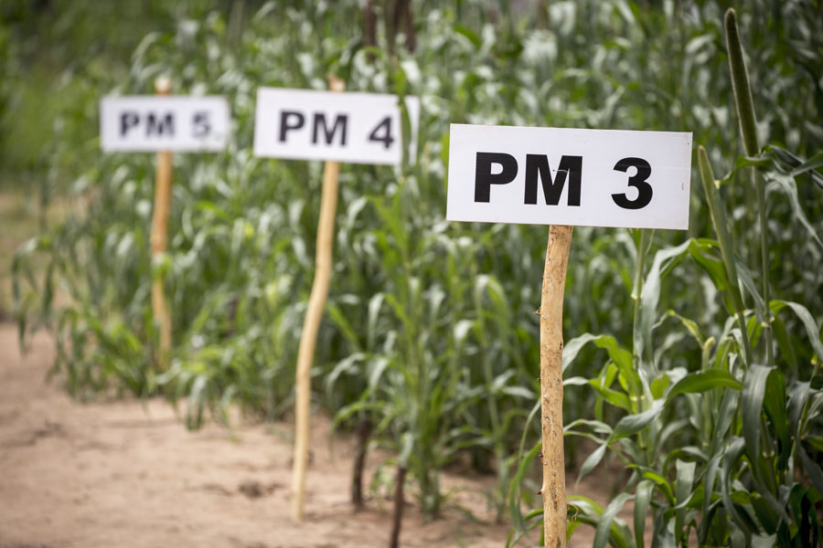 Field with tags to distinguish plant varieties