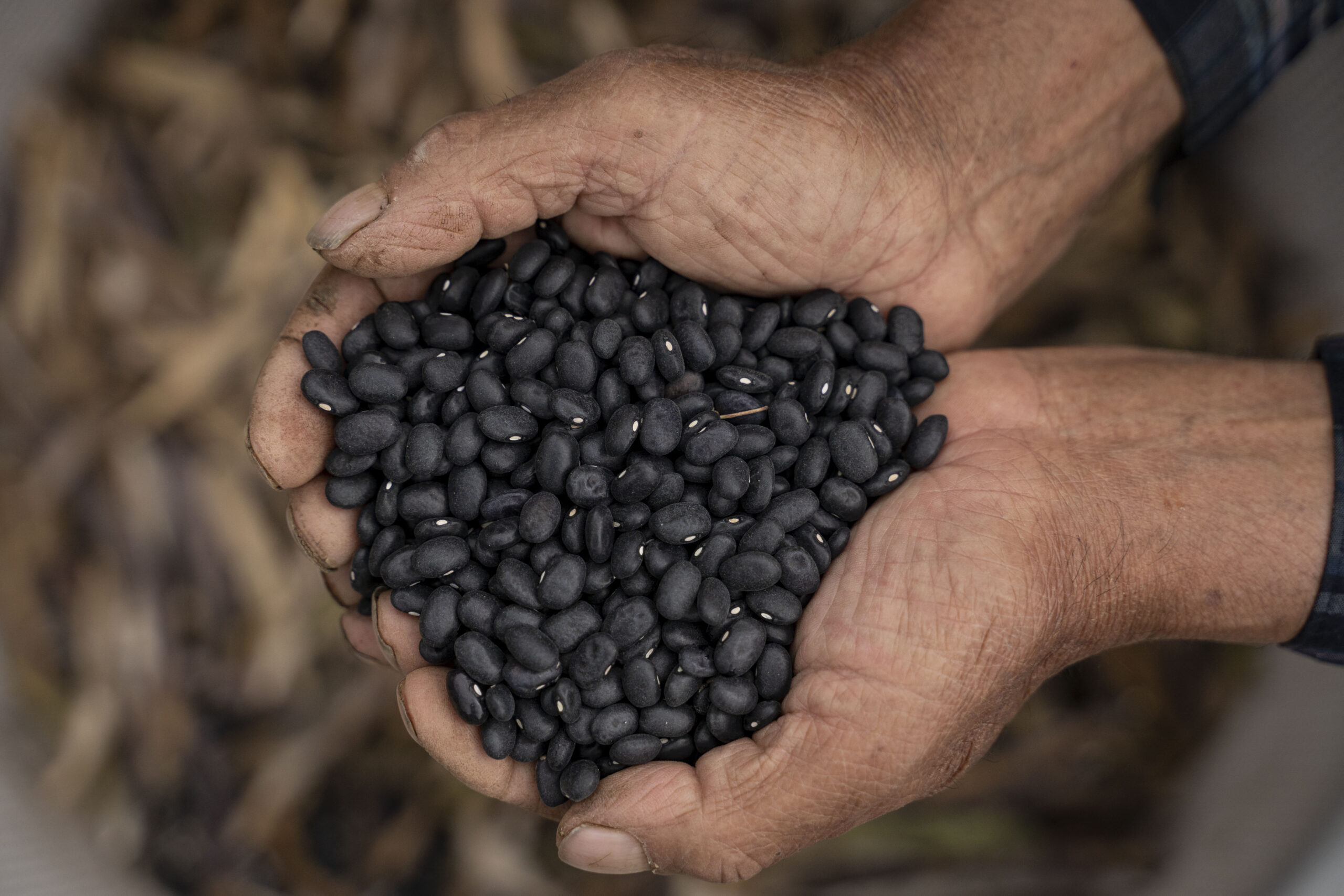 Hands holding black seeds