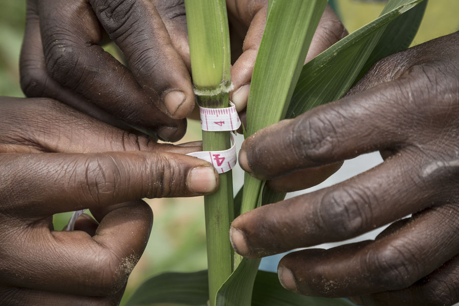 Hands measuring the stem of a plant